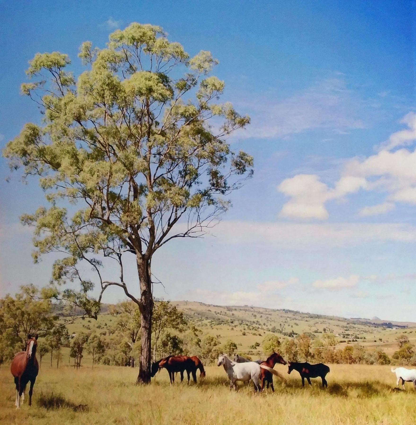 Boonah Valley Motel Eksteriør billede